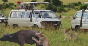 Roliqueen Tours and Travel