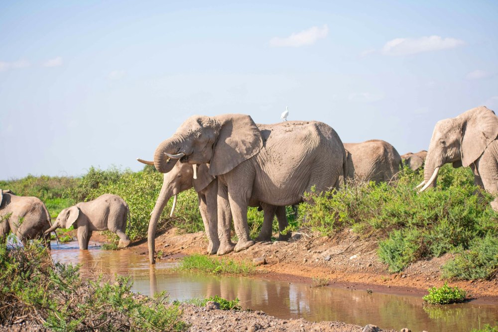3 Night Laikipia & Samburu Safari