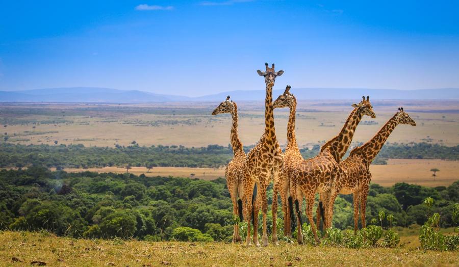 4-Day Great Winter Migration in Kenya – Private Safari