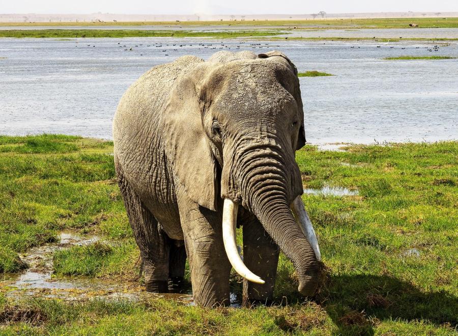 6-Day Scenic Adventure into the Fine Land of Kenya – Private Safari