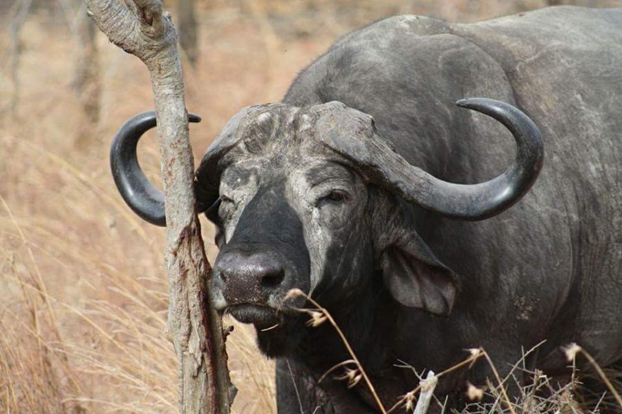 Mikumi National Park - Game Drive Safari from Dar-es-salaam