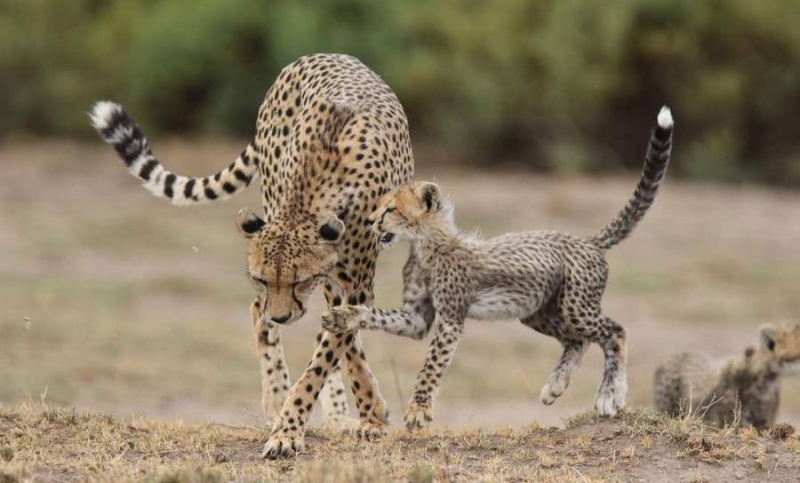 Mikumi Safari and Masai Cultural Visit