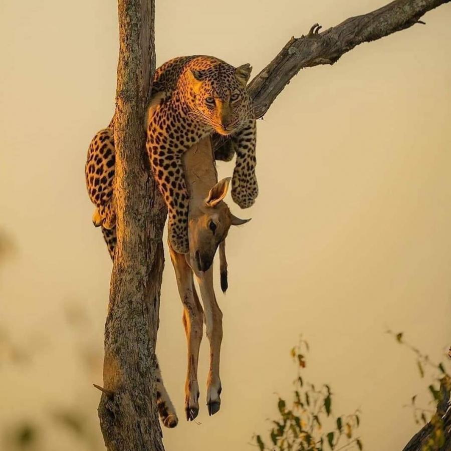 Nyerere National Park (Selous) from Dar-es-salaam