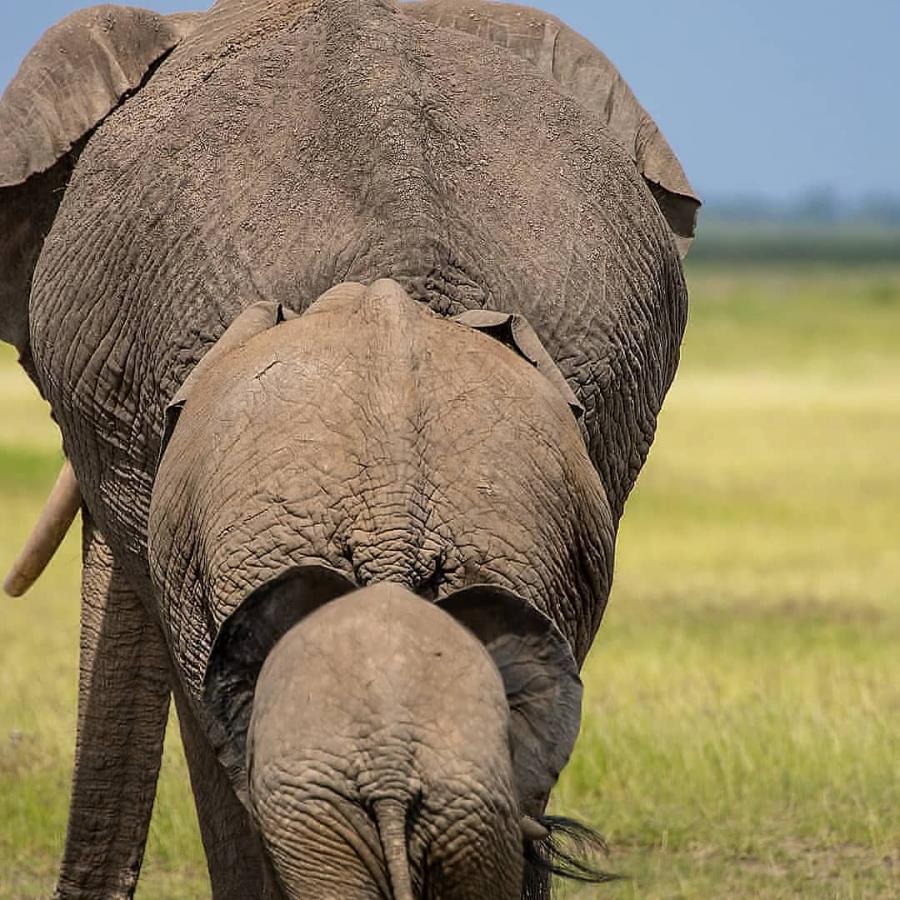 Historical Bagamoyo and Saadani National Park - Beach Safari