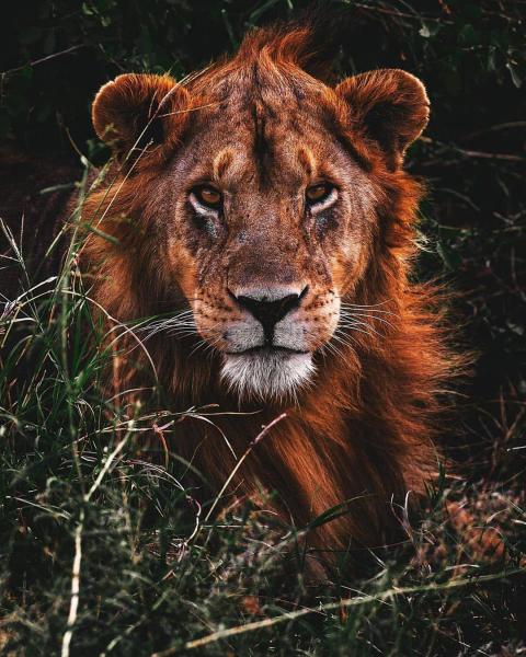 Katavi National Park - Fly in and out Midrange safari from Dar-es-salaam