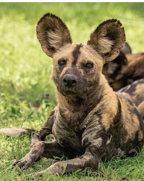 Mikumi and Udzungwa rainforest safari, wildlife and trekking