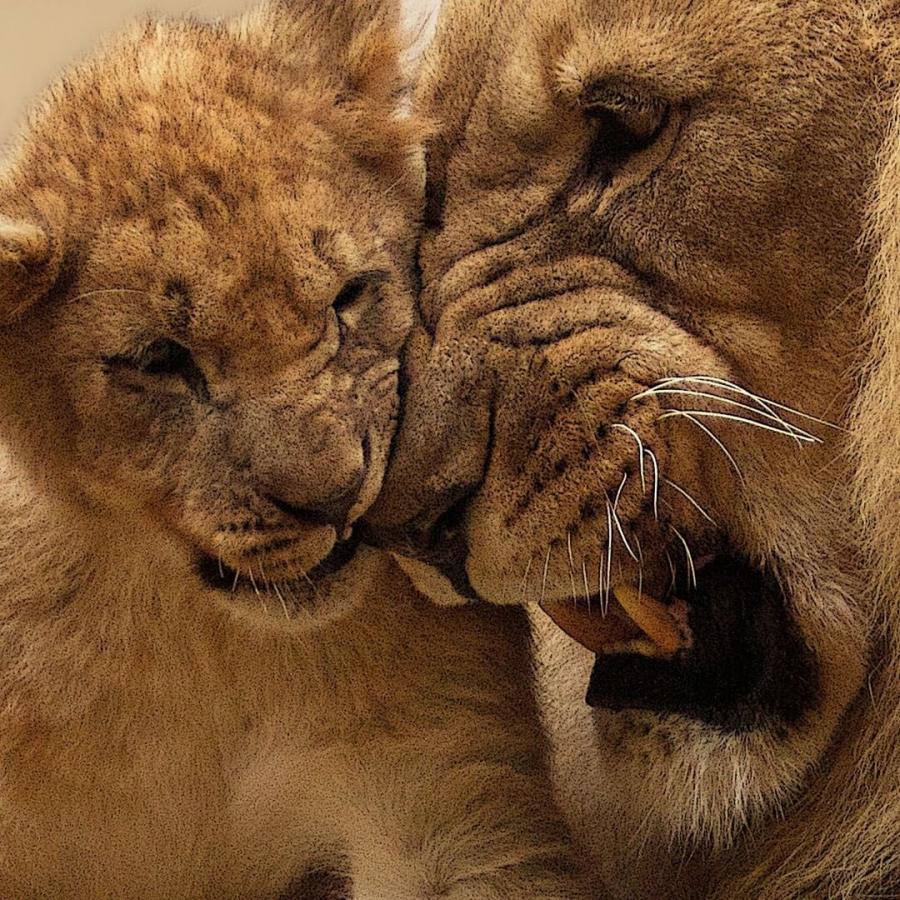 Mikumi Safari and Masai Cultural Tour