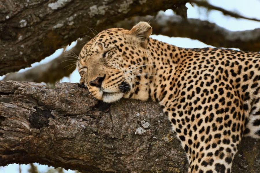 Nyerere National Park Safari (Selous Game Reserve) 
