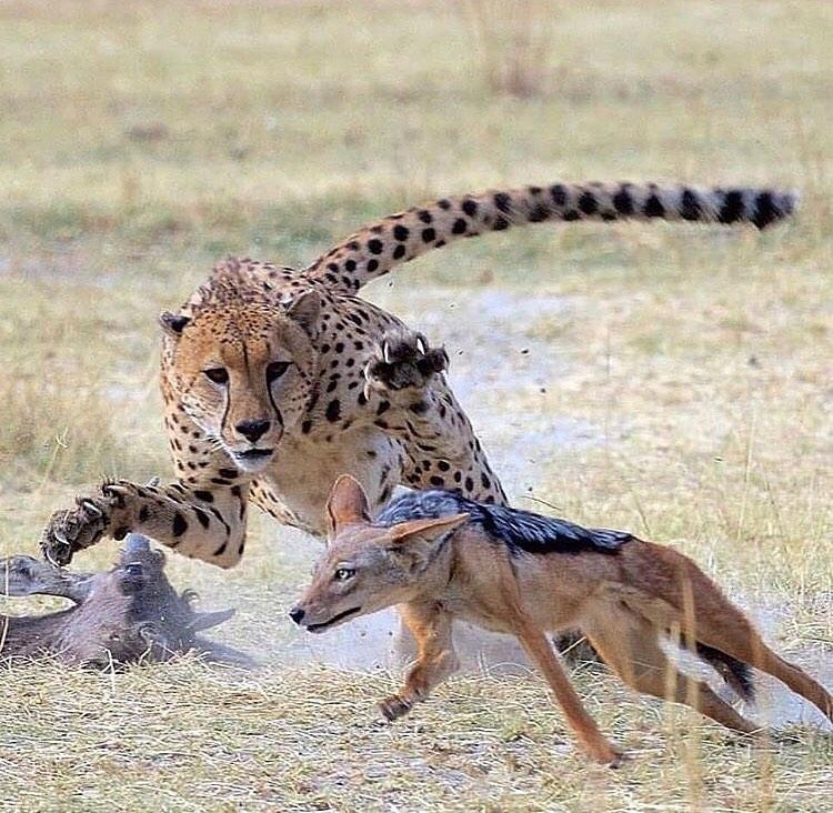 Nyerere National Park Safari (Selous) Boat Safari, Game drives and Walking Safari