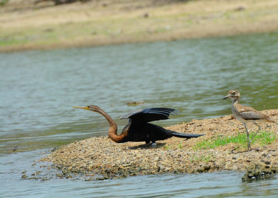 Nyerere National Park (Selous) from Zanzibar (Fly in and out)