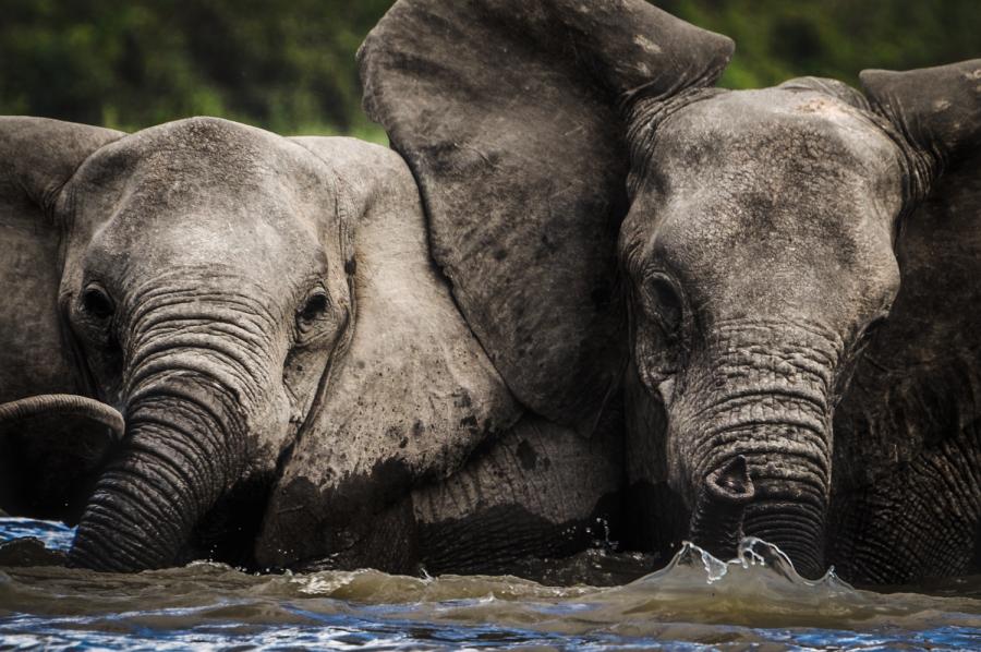 Embark to Selous Game Reserve and Mikumi National Park