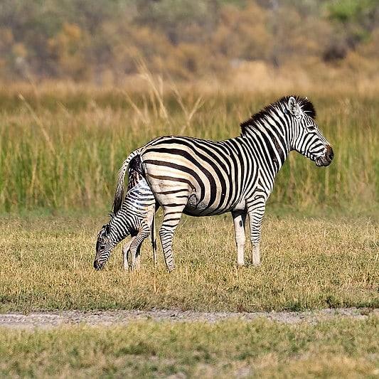 Explore Selous Game Reserve, Kilwa Kisiwani & Songomnara