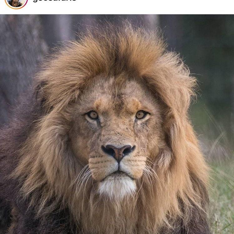 Selous Game Reserve, Mikumi and hiking at Udzungwa Mountains private tour