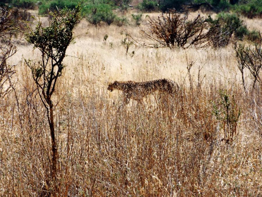 Ruaha National Park (Safari from Dar-es-salaam)