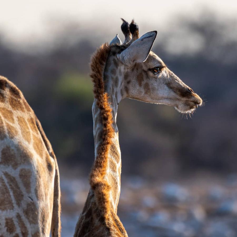 Selous Game Reserve, Kilwa historical town and Lazy Lagoon Island beach relaxations
