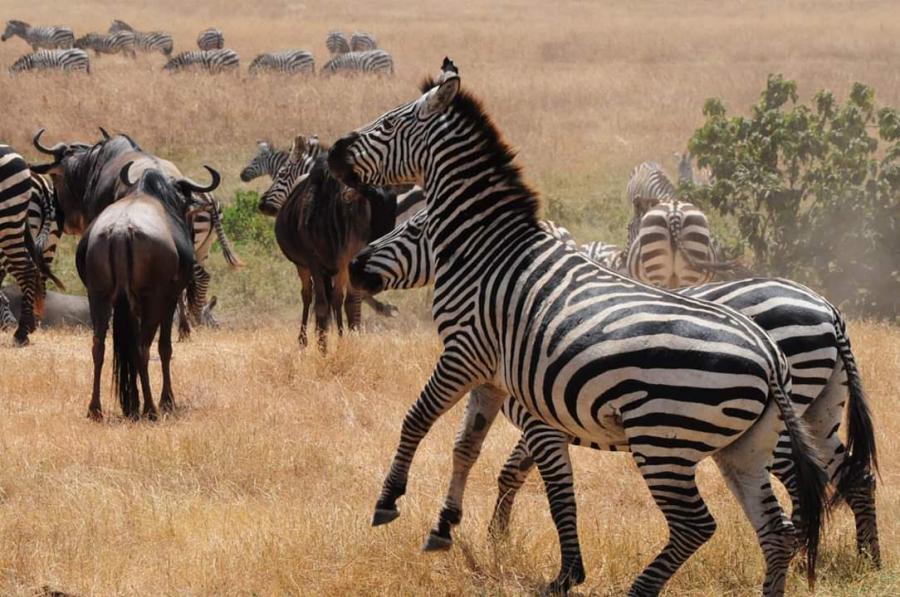 Dar-es-salaam, Selous GR, Mikumi NP, Ruaha NP, Mang'ula Village Tour and Udzungwa Mountains