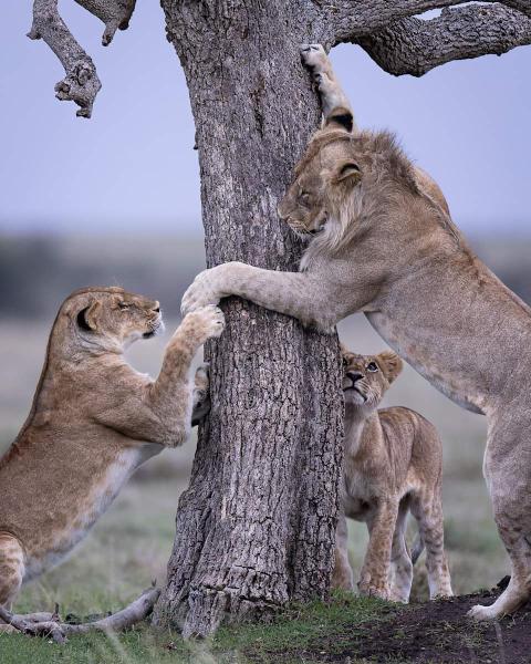 2 Days - Mikumi National Park by SGR Train from Dar-es-salaam