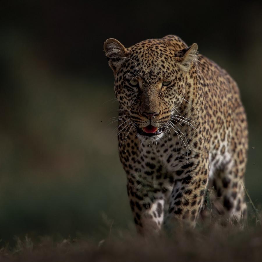 5 Days Masai Mara, Nakuru and Naivasha Safari