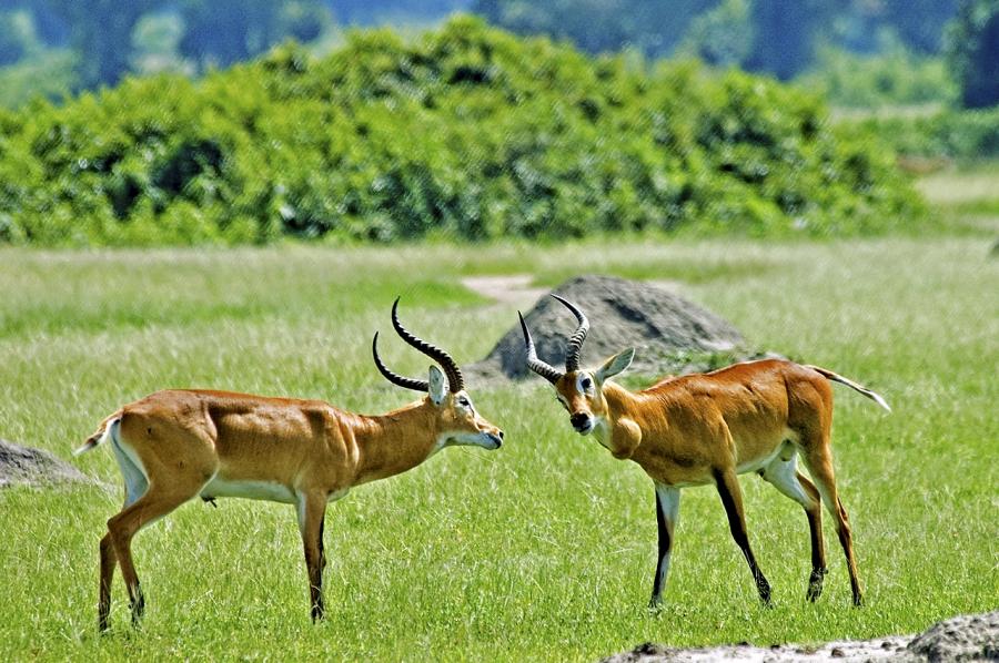 AAT 035 Lion Trail Safari