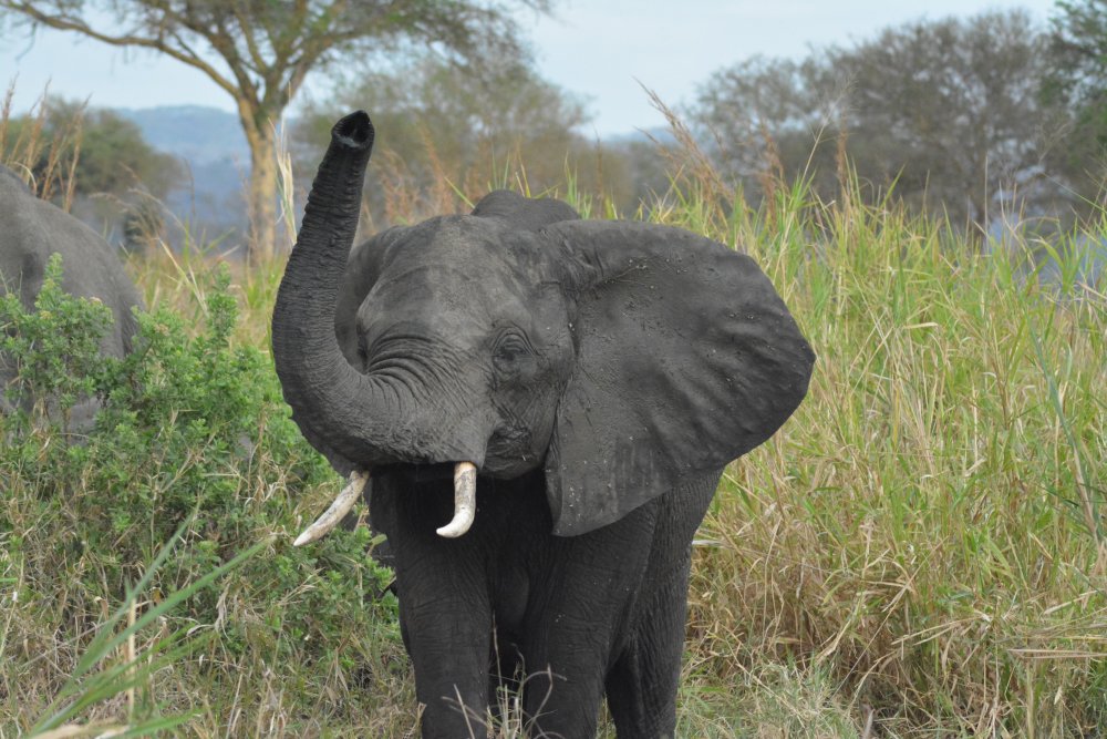 10 DAYS 9 NIGHTS NYERERE NP(SELOUS), MIKUMI NP, UDZUNGWA NP AND RUAHA NP- PROGRAM