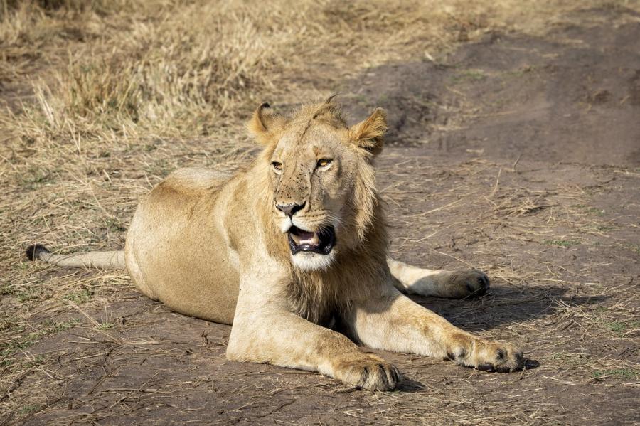 4 Days Amboseli Tsavo Safari Experience