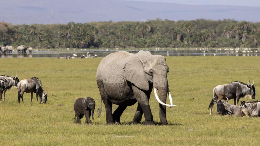 7 Days Serena Experience Kenya GAE2026010104