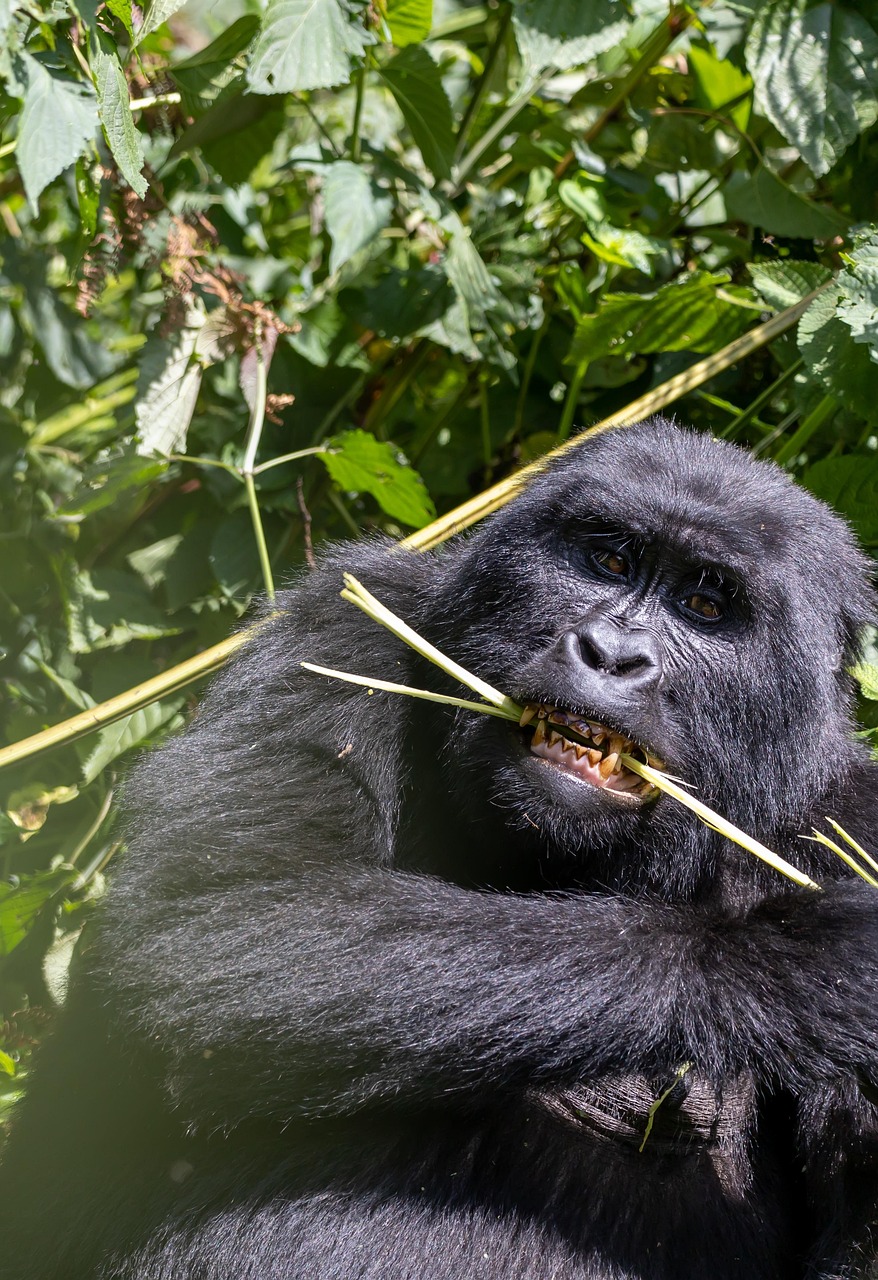 4 DAYS GORILLAS TREKKING UGANDA  FLYING .sc