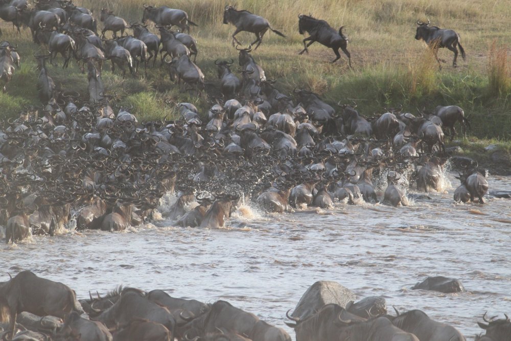 5 Days Serengeti Great Migration Safari