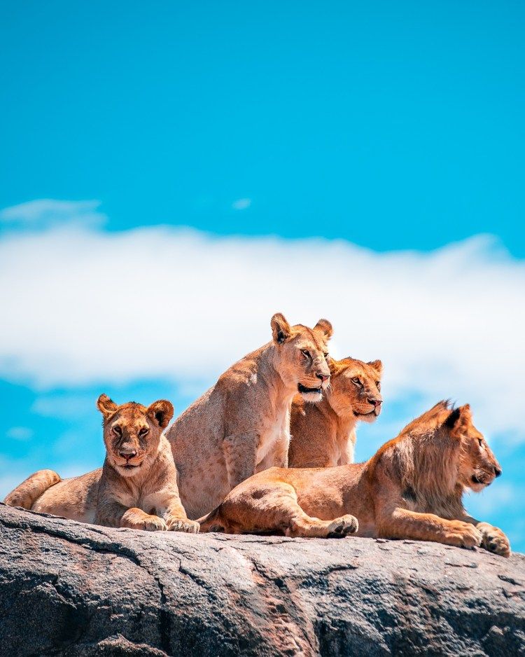 5-day Tanzania Safari extension – three northern parks