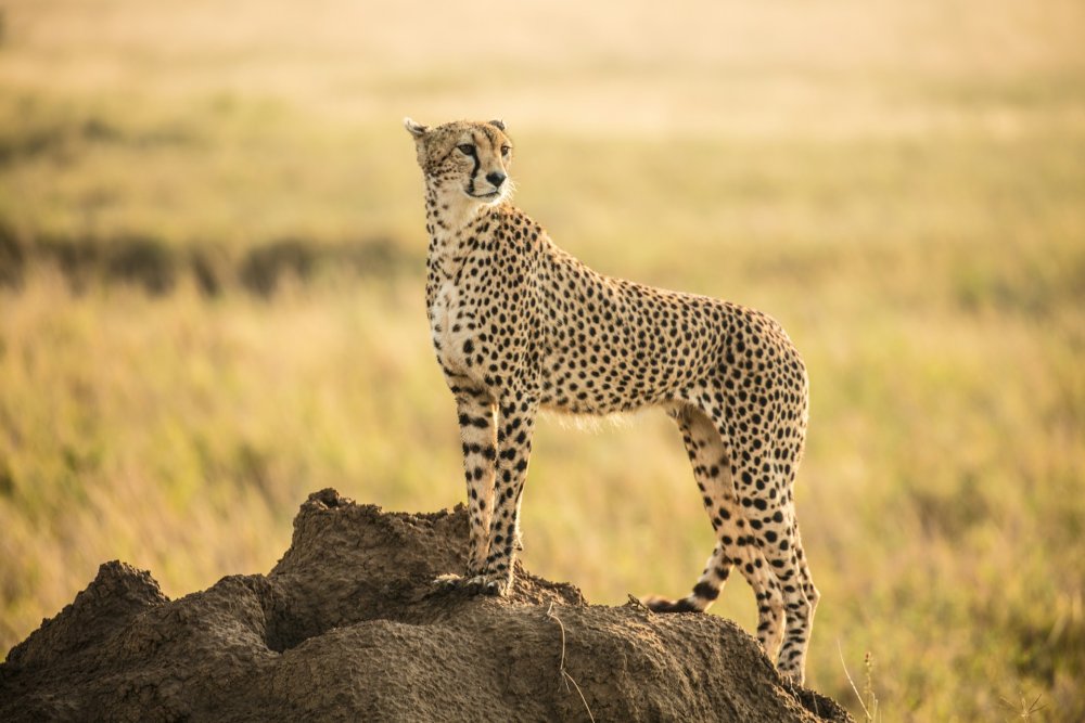 6 Days EPIC SAVANNAH ADVENTURES SAFARI TANZANIA