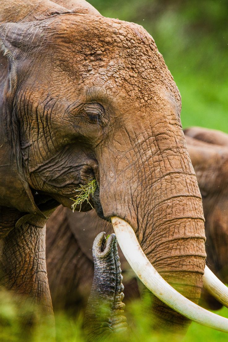 7 Days Great Northern Tanzania Wildlife & Cultural Adventure – 