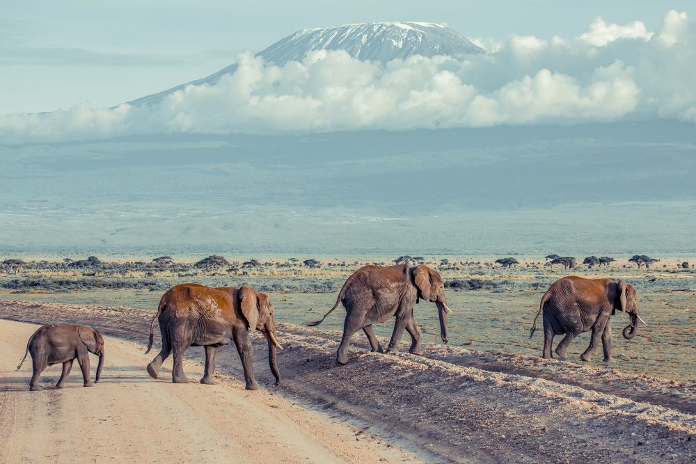 6 Days Wilderness of Giants Safari –