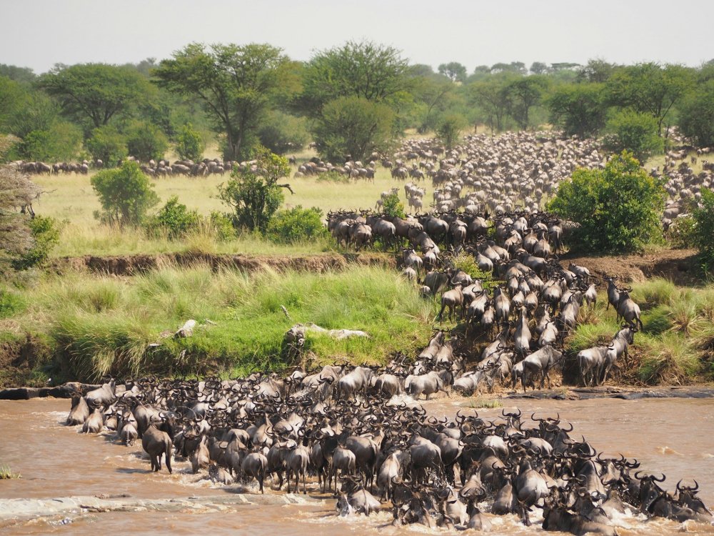 7 Days Wonders of the Migration Safari – 