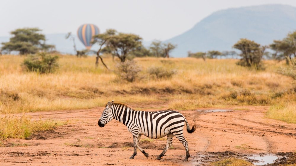 Classic Northern Tanzania Safari Adventure (4 Days)