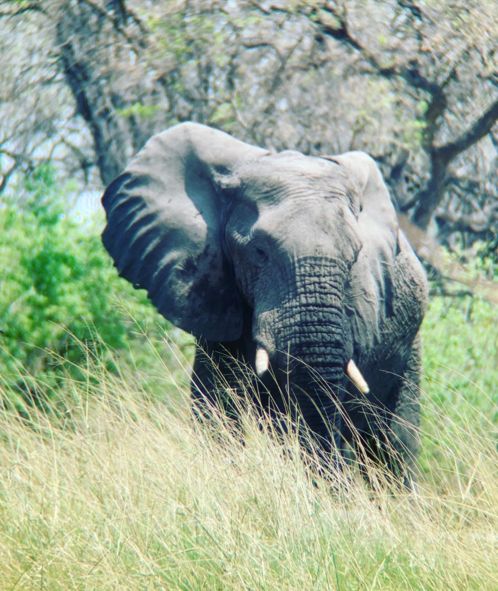 Magic safari experience Botswana :moremi Game Reserve & khwai Village