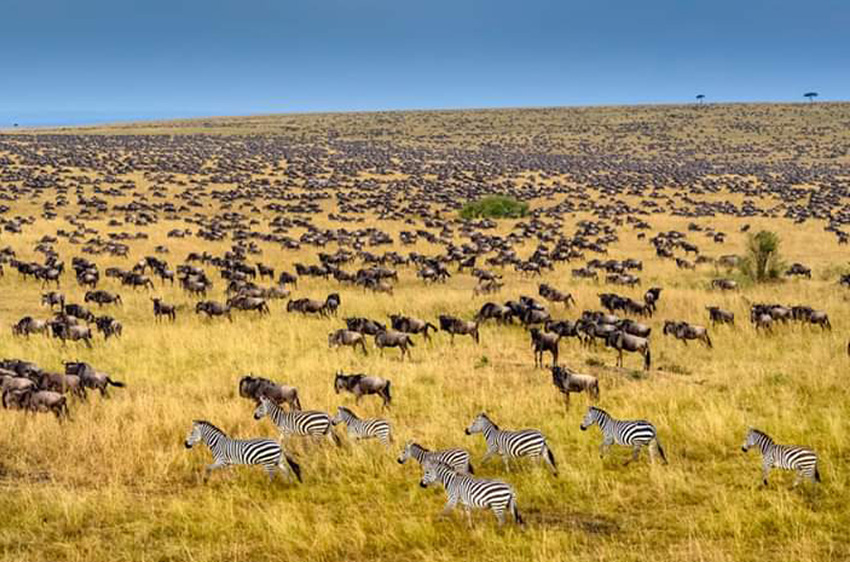 6 Days Amboseli, Naivasha & Maasai Mara Explorer