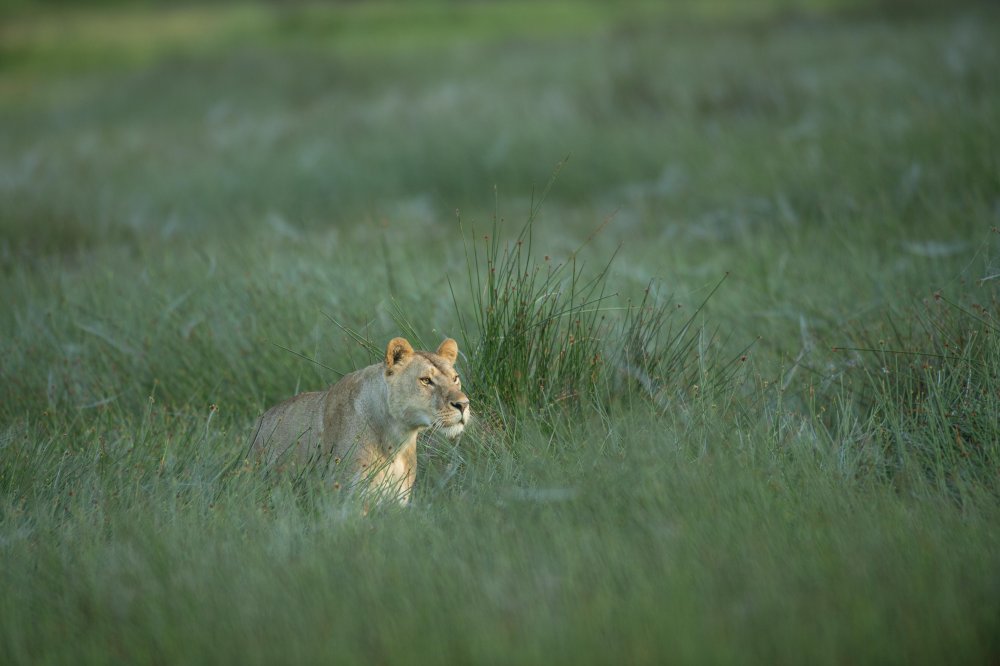 3 Days Serengeti & Ngorongoro Fly-in Safari from Zanzibar Island