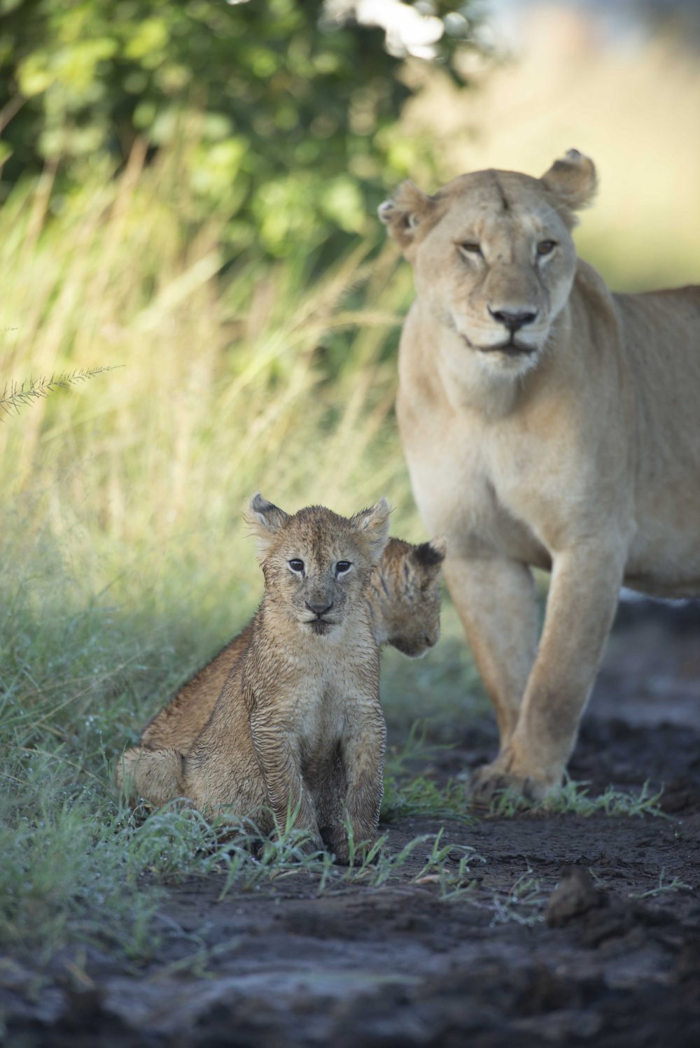 7 Days Tanzania Big Five Safari