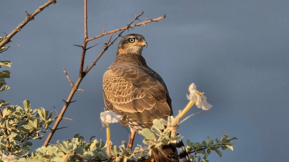 Southern and Coastal of Namibia