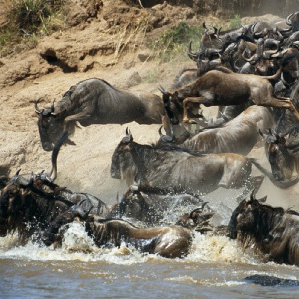 Witness the Wild. Feel the Thrill. Live the Mara. MAASAI MARA JOINING SAFARI