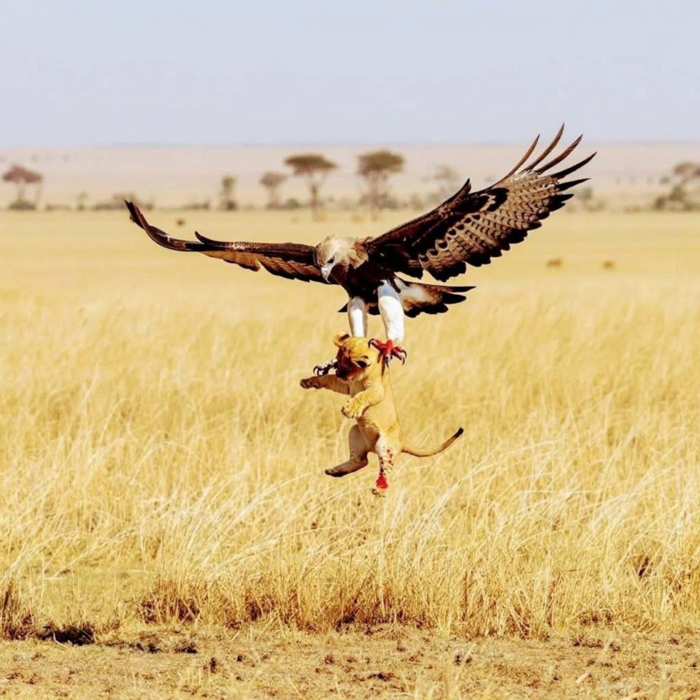 7 Days Classic Northern Tanzania Safari