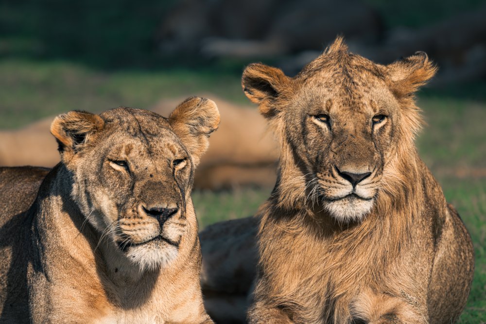 Great Migration Safari