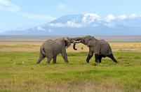 Gates Safaris